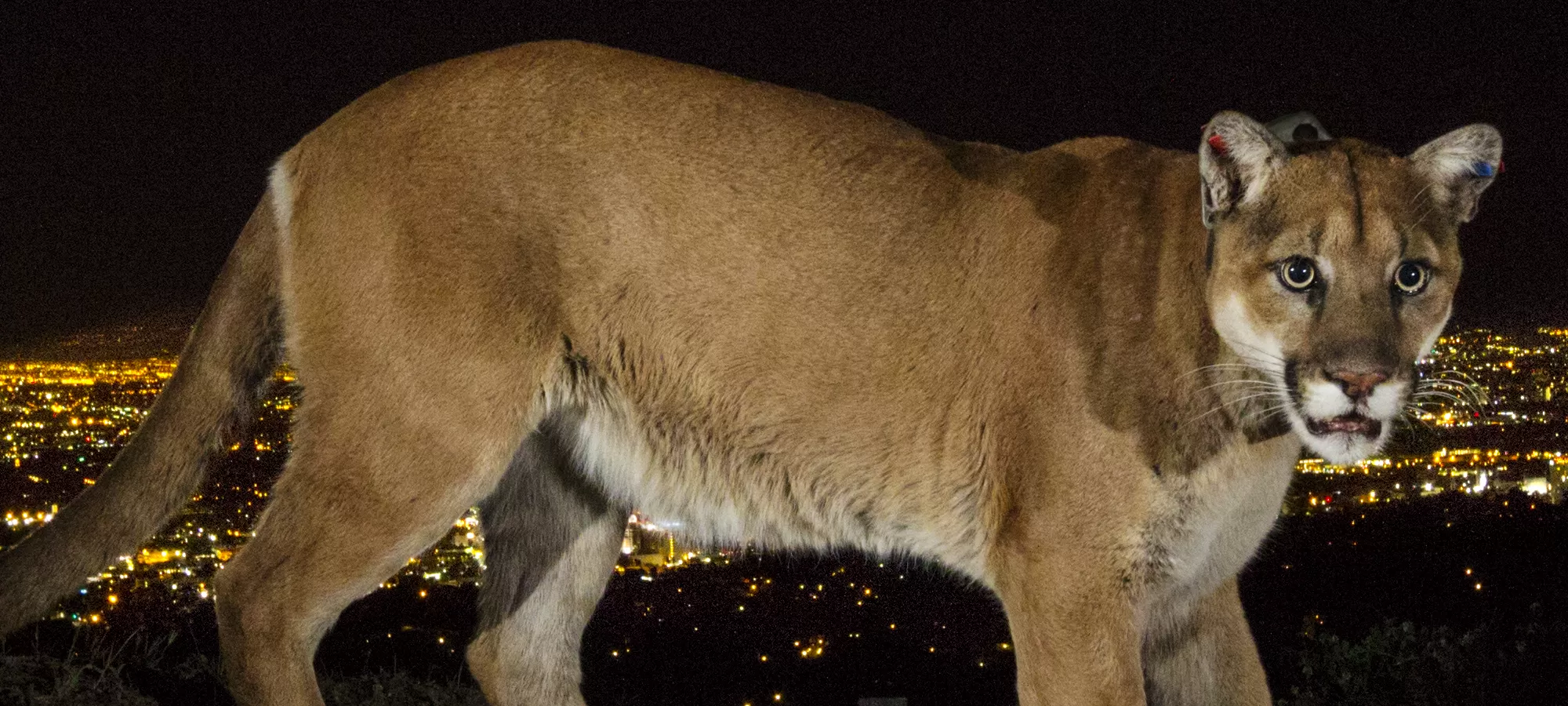 National Geographic Live: Uncovering our Concrete Jungle with Chris Schell